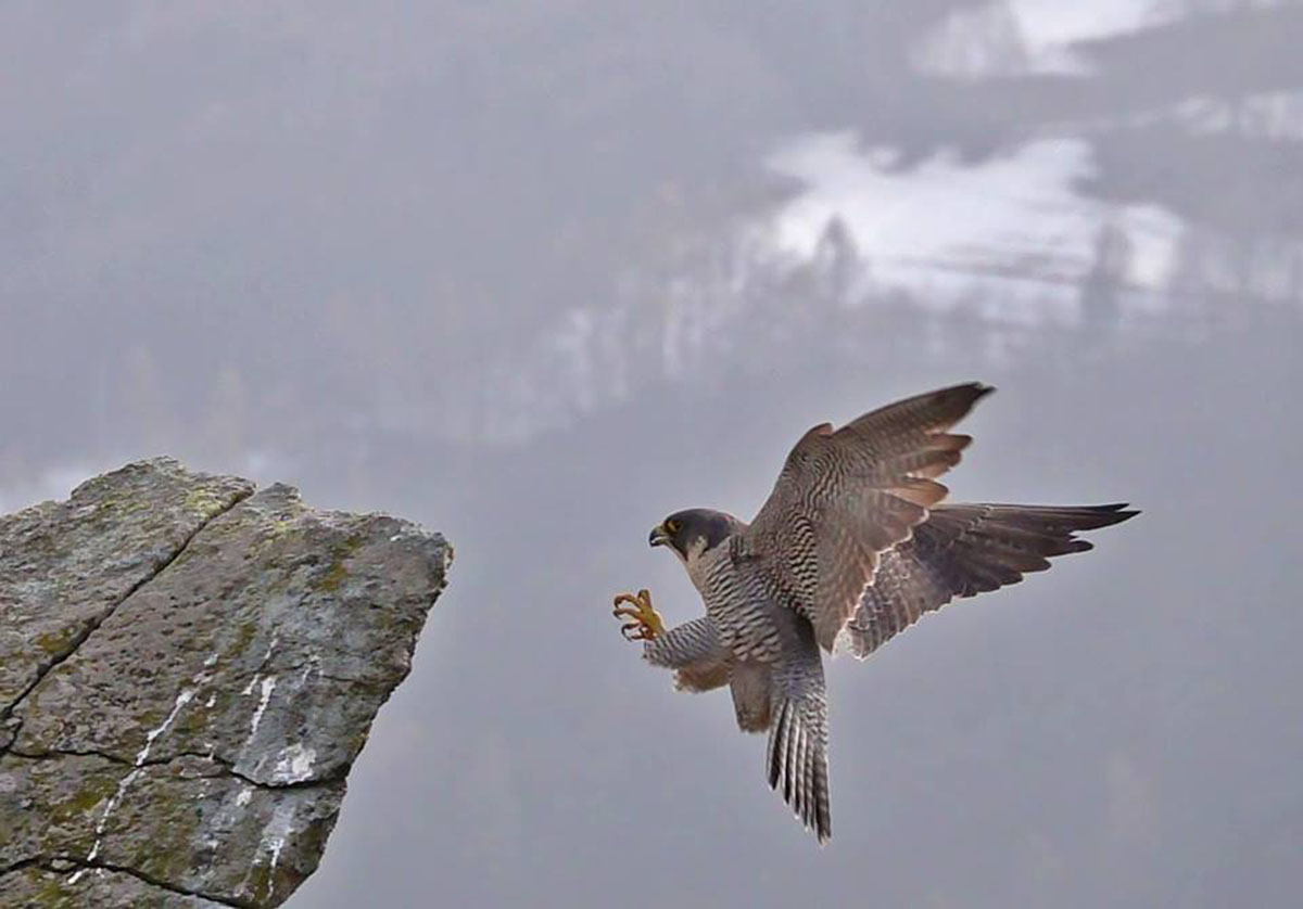 Falco pellegrino in fase di atterraggio - Dante Alpe